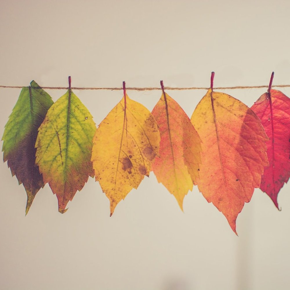 Meet your Posher, Autumn_Spring
